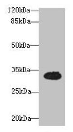 OSER1 Antibody in Western Blot (WB)