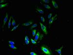 GPR83 Polyclonal Antibody