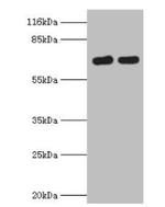 FLRT1 Antibody in Western Blot (WB)