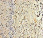 ZMAT5 Antibody in Immunohistochemistry (Paraffin) (IHC (P))