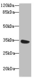 MIOX Polyclonal Antibody