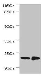 C7orf50 Polyclonal Antibody