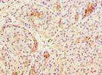 Tug Polyclonal Antibody