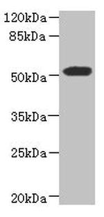 Tug Antibody in Western Blot (WB)