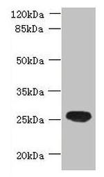 C16orf48 Antibody in Western Blot (WB)