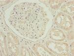 TUBB1 Antibody in Immunohistochemistry (Paraffin) (IHC (P))