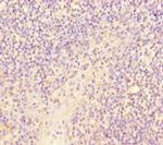 RISC Antibody in Immunohistochemistry (Paraffin) (IHC (P))