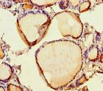 RISC Polyclonal Antibody