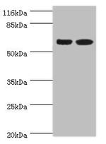 SPATS2L Polyclonal Antibody