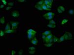 GCP4 Polyclonal Antibody