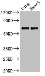 POLL Antibody in Western Blot (WB)