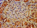 NAA38 Antibody in Immunohistochemistry (Paraffin) (IHC (P))