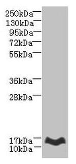 MTHFD2L Polyclonal Antibody