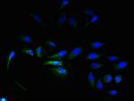 ELTD1 Antibody in Immunocytochemistry (ICC/IF)