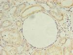 ZDHHC4 Antibody in Immunohistochemistry (Paraffin) (IHC (P))