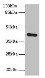 ZDHHC4 Antibody in Western Blot (WB)
