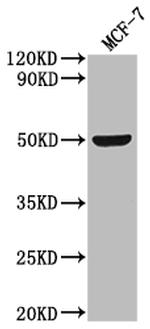 SLC52A3 Antibody in Western Blot (WB)