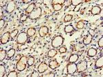 EXD2 Antibody in Immunohistochemistry (Paraffin) (IHC (P))