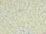 C1orf123 Polyclonal Antibody