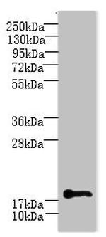 C1orf123 Antibody in Western Blot (WB)
