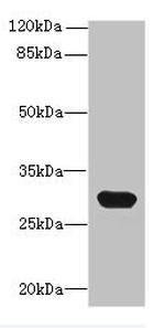 CTRP6 Antibody in Western Blot (WB)