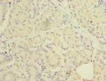 C20orf27 Polyclonal Antibody