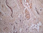 MCAR1 Polyclonal Antibody