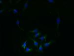 REEP4 Polyclonal Antibody