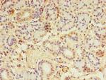 C2orf43 Antibody in Immunohistochemistry (Paraffin) (IHC (P))
