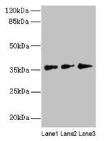 C2orf43 Antibody in Western Blot (WB)