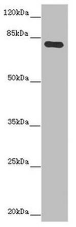 MOCS1 Polyclonal Antibody