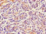 MAP10 Antibody in Immunohistochemistry (Paraffin) (IHC (P))