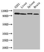 MAP10 Antibody in Western Blot (WB)