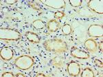 COPS7A Antibody in Immunohistochemistry (Paraffin) (IHC (P))