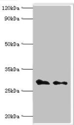 COPS7A Antibody in Western Blot (WB)