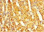 COPS7A Polyclonal Antibody