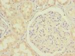 C20orf72 Polyclonal Antibody