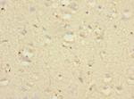 NTM Antibody in Immunohistochemistry (Paraffin) (IHC (P))