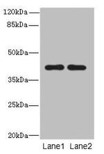 CIPC Antibody in Western Blot (WB)
