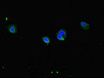 CCDC8 Polyclonal Antibody