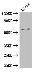 CCDC8 Antibody in Western Blot (WB)