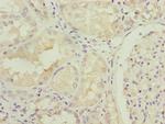 LRRN3 Antibody in Immunohistochemistry (Paraffin) (IHC (P))
