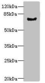 LRRN3 Antibody in Western Blot (WB)