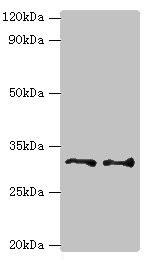 EDA2R Antibody in Western Blot (WB)