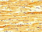 FASTKD2 Antibody in Immunohistochemistry (Paraffin) (IHC (P))