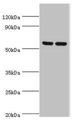 AMPK gamma-3 Polyclonal Antibody