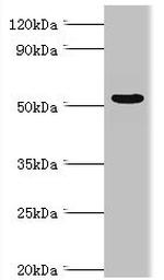 AMPK gamma-3 Polyclonal Antibody