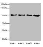 BTNL2 Antibody in Western Blot (WB)