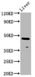 ALX4 Polyclonal Antibody