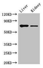 DEF6 Antibody in Western Blot (WB)